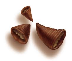 אפרופו מצופה שוקולד בלגי