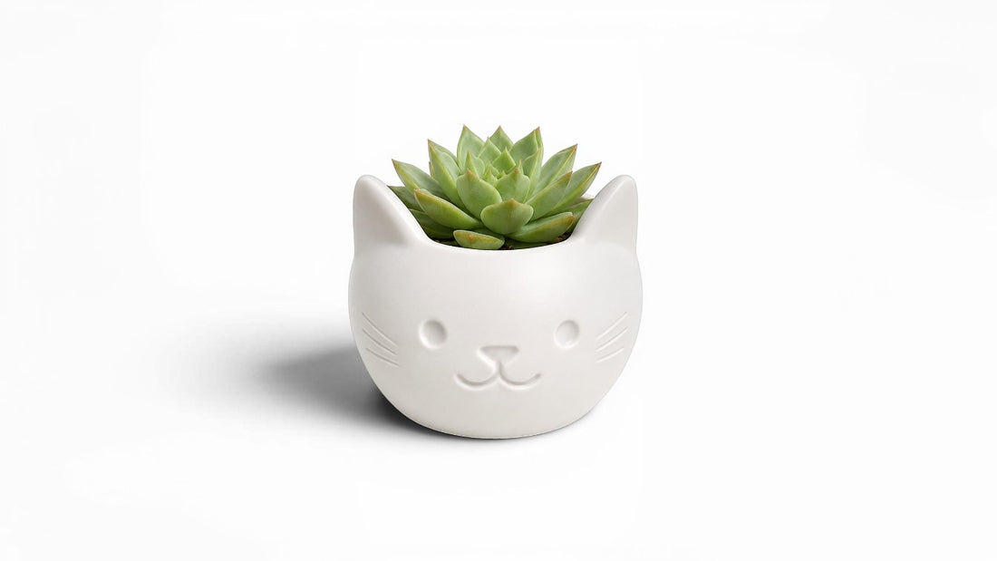 עציץ חתול לבן עם סוקולנט טבעי 🐱🌱